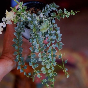 Dischidia  ruscifolia 'Variegata' "Million Hearts" UNROOTED cuttings 5 nodes
