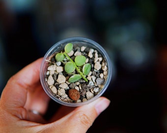 Dischidia nummularia variegata UNROOTED cutting - 3 nodes