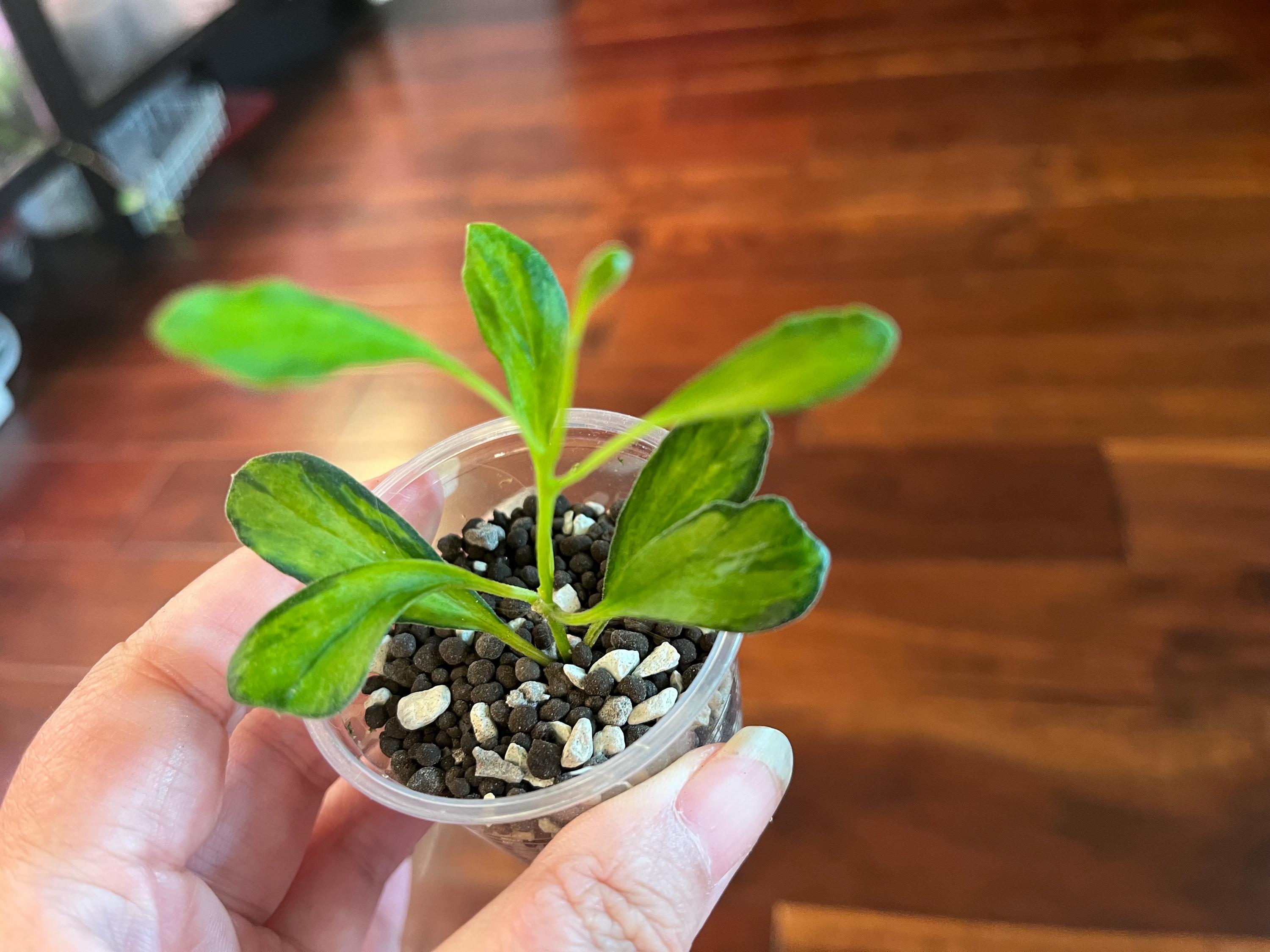 Hoya Manipurensis Philo - Etsy