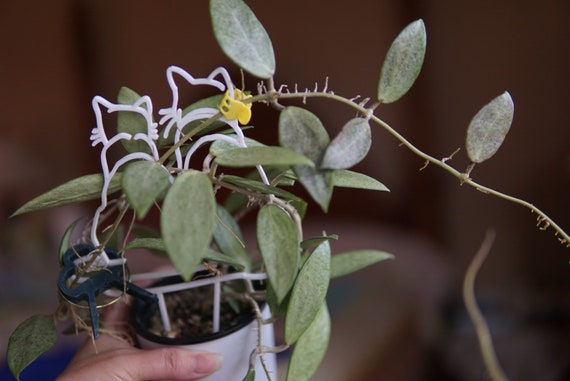 Hoya Silver Lady Cutting UNROOTED - Etsy