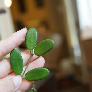 Hoya Spectatissima  UNROOTED Cutting