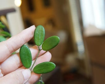 May include: A close-up of a green plant with four oval-shaped leaves. The leaves are a vibrant green color and have a smooth texture.