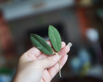 Hoya Thomsonii White UNROOTED cutting