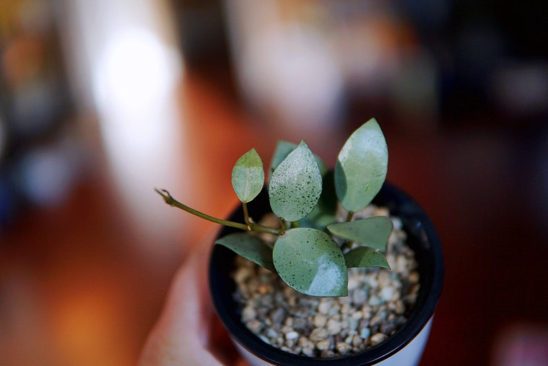 Hoya Lacunosa Mint Coin Etsy