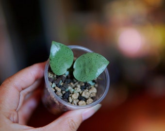 Hoya Lacunosa Silver Mint Coin UNROOTED Cuttings