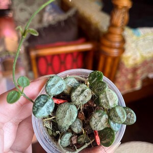Hoya Serpens Silver - Etsy