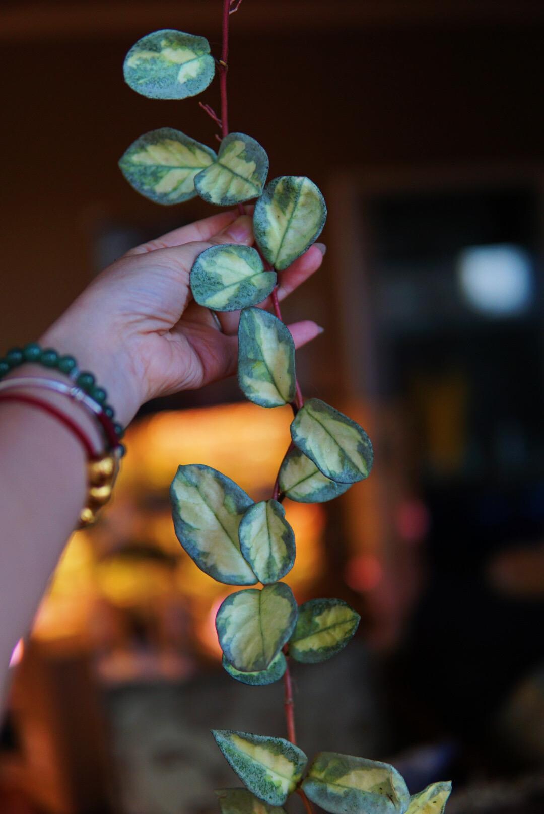 Hoya Argentea Princess UNROOTED Cutting - Etsy