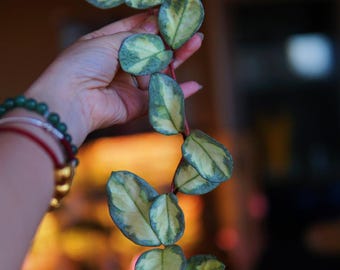 Hoya Argentea Princess UNROOTED Cutting