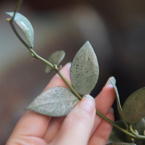 Hoya Lacunosa Moonlight UNROOTED cutting image 1