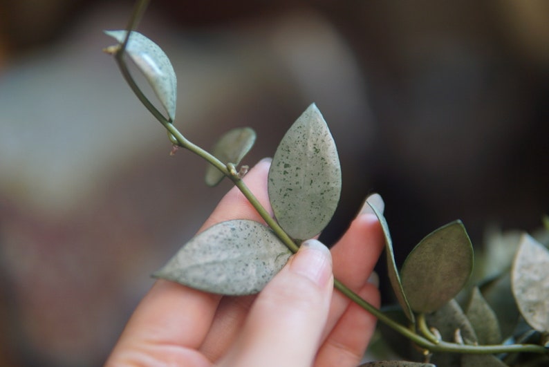 Hoya Lacunosa Moonlight UNROOTED cutting Bild 1