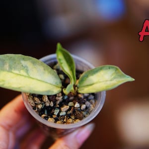 Hoya Argentea Princess - Etsy