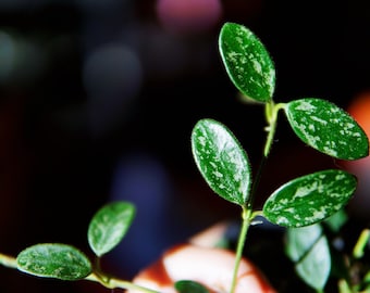 Hoya Kalimantan Mini Coin Splash - NOT Rooted Cutting - Etsy