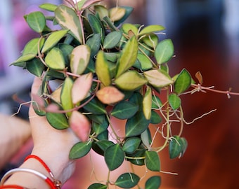Hoya sp aff burtoniae variegated UNROOTED Cutting