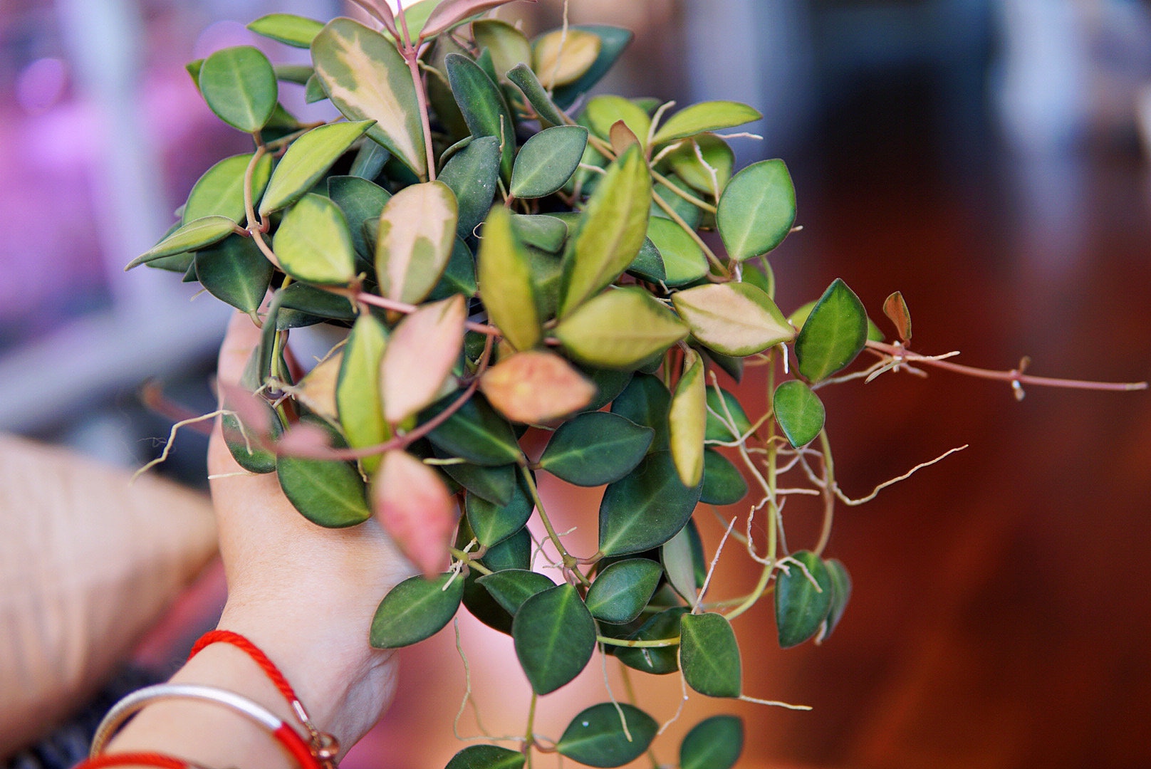 Hoya sp aff burtoniae variegated UNROOTED Cutting