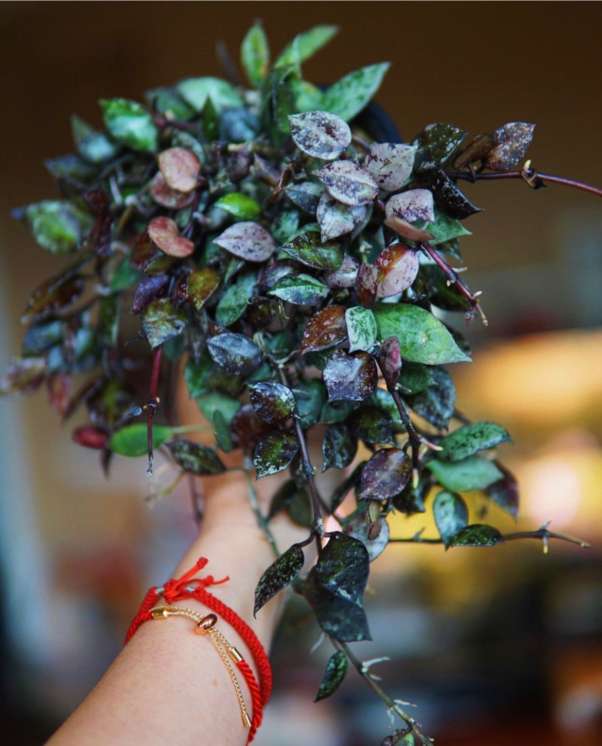Hoya Krohniana 'super Silver Black' UNROOTED Cuttings - Etsy