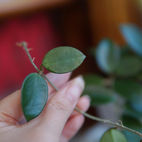 Hoya Chouke UNROOTED cutting