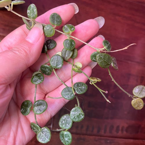 Hoya sp aff Serpens (Xiaojie 001) SANS RACINE