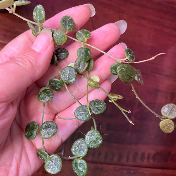 Hoya sp aff Serpens (Xiaojie 001) UNROOTED