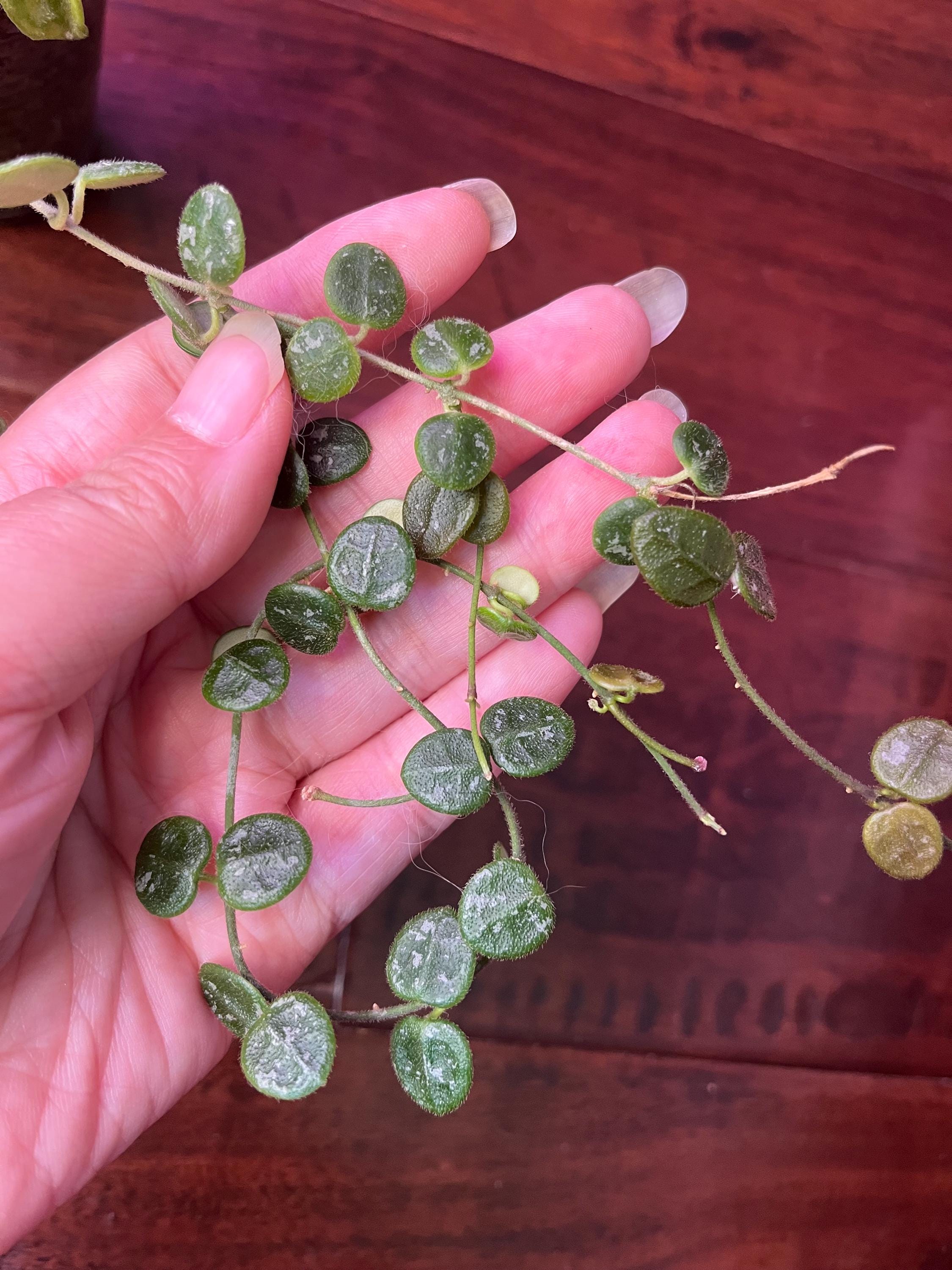 Hoya Sp Aff Serpens (xiaojie 001) UNROOTED - Etsy