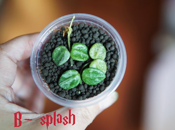 Hoya Serpens Silver|splash UNROOTED - Etsy