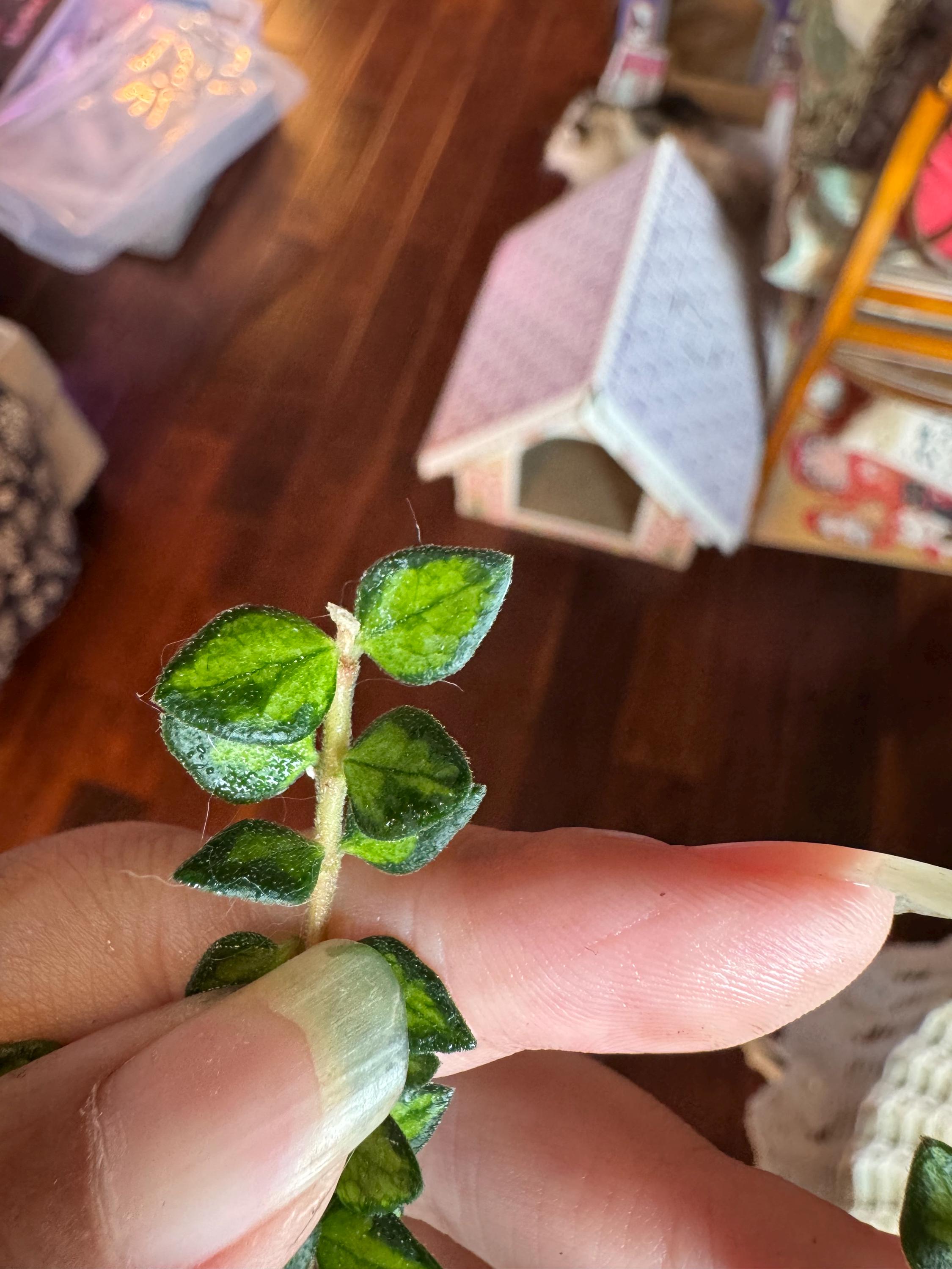 Hoya Chinghungensis Varigated 3 Nodes UNROOTED Cuttings - Etsy