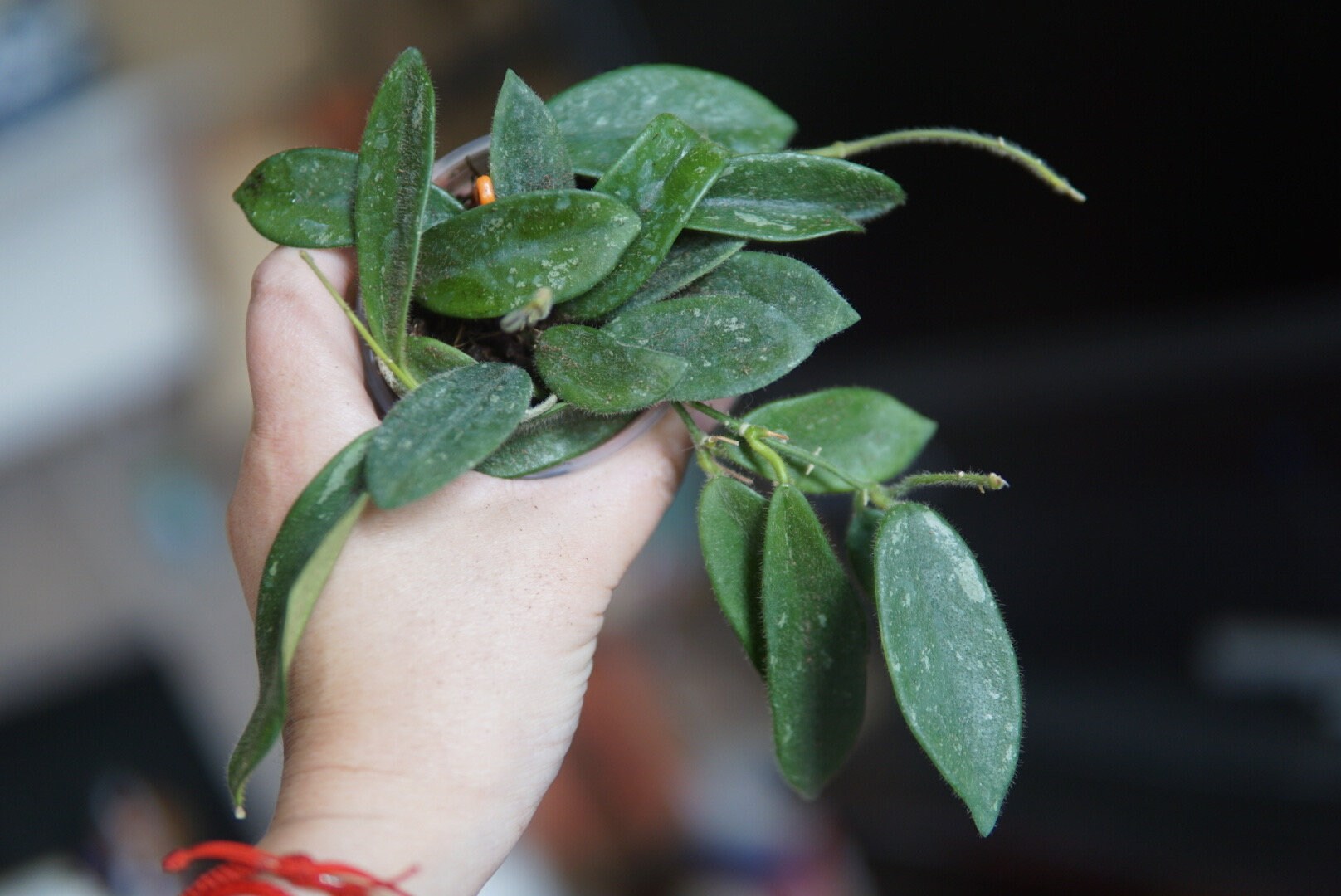 Hoya Thomsonii White - Etsy