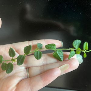 Hoya tengchongensis cutting UNROOTED