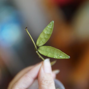 Hoya Lacunosa Mr Tent  UNROOTED cutting