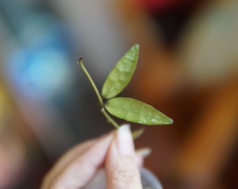 Hoya Lacunosa Mr Tent  UNROOTED cutting