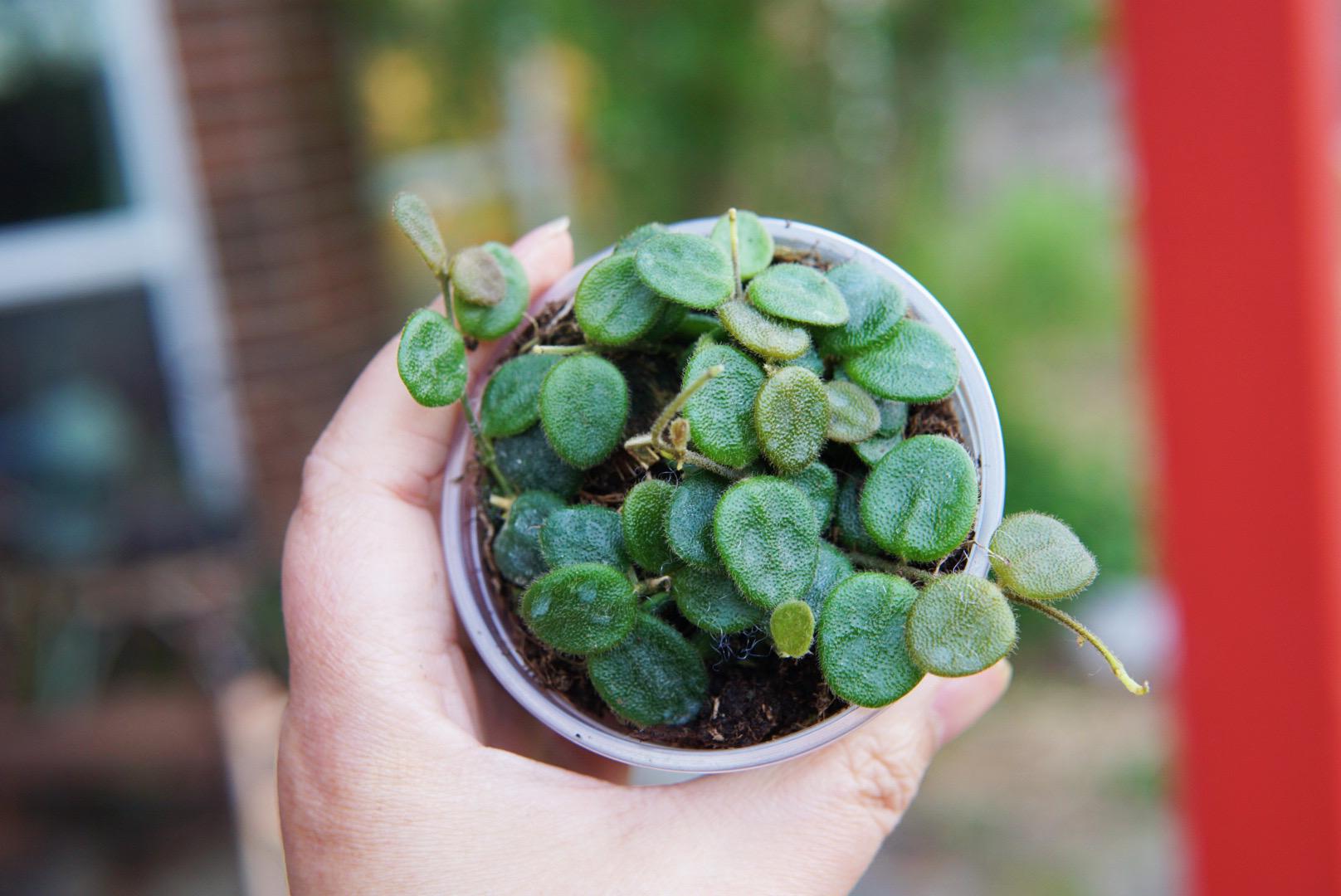 Hoya Serpens Plant – Rooted, Actively Growing Specimen - Etsy