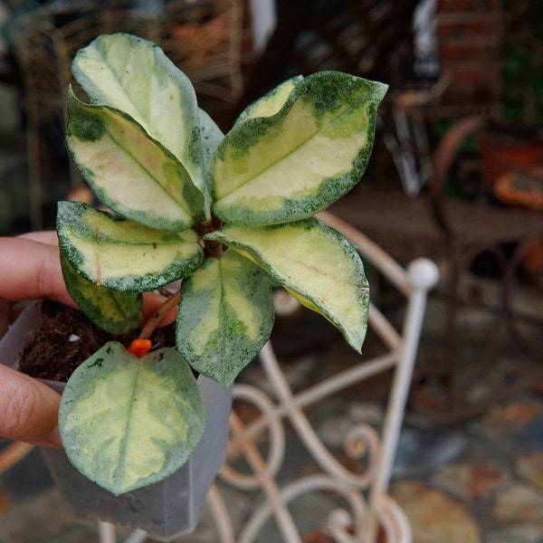 Hoya argentea princess