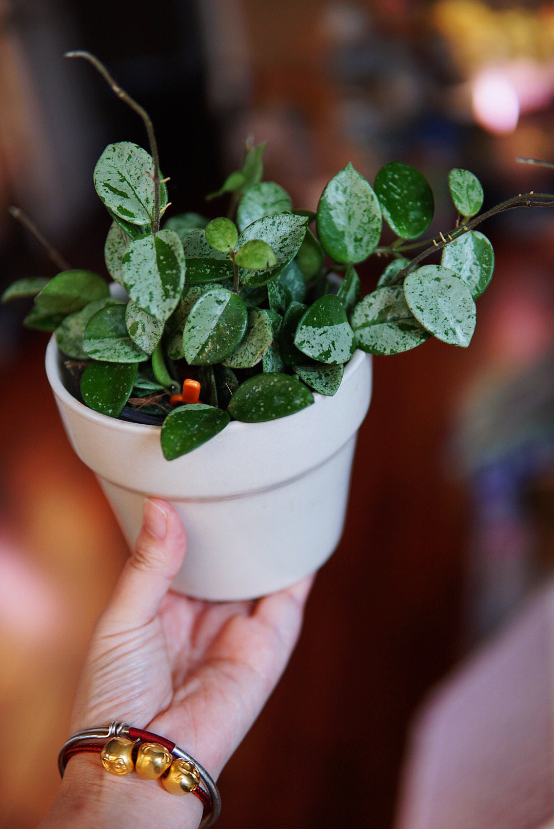 Hoya Mathilde Splash/silver UNROOTED - Etsy 日本