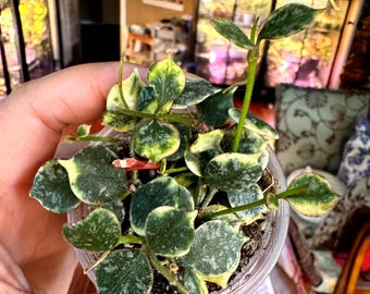 Hoya Curtisii Albomarginata Rooted Active Growth Point + Free