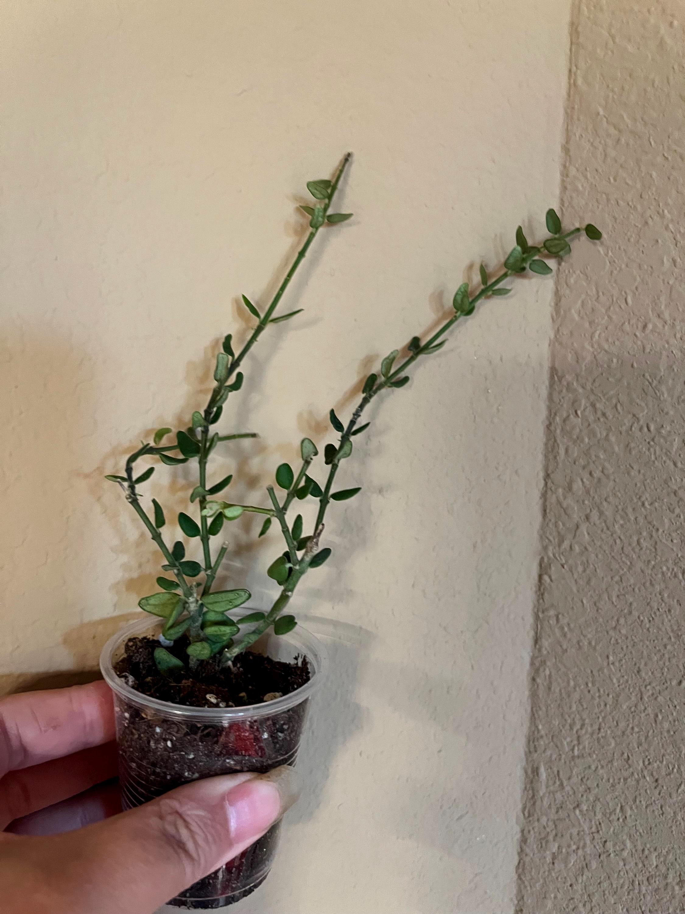 青花HOYA medinillifolia Rare Hoya Medinillifolia for Sale | 1