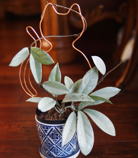 HOYA carnosa wilbur graves ホヤ　ウィルバーグレイブス Hoya Wilbur Graves Silver UNROOTED Cutting - Etsy 日本