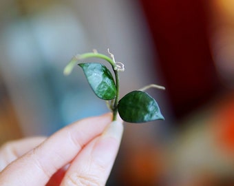 Hoya Krohniana black leaves  UNROOTED cutting