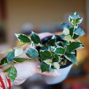 Hoya Lacunosa asami (Clone 2) UNROOTED cuttings