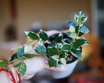 Hoya Lacunosa Asami (clone 2) UNROOTED Cuttings - Etsy Canada