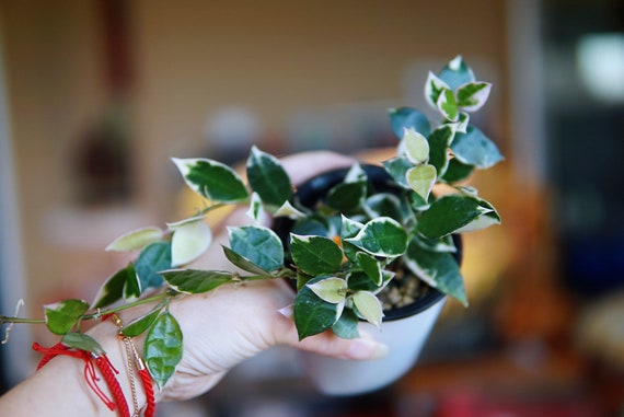Hoya Lacunosa Asami (clone 2) UNROOTED Cuttings - Etsy