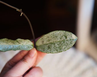 Hoya Grey Ghost UNROOTED cutting