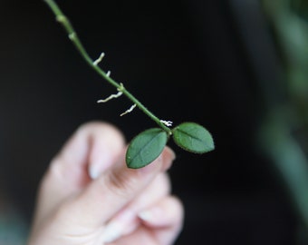 Hoya edamame UNROOTED cutting