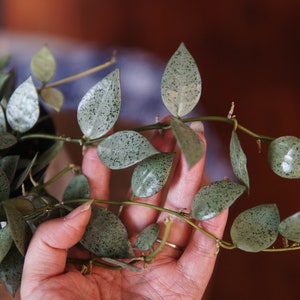 Hoya Lacunosa Moonlight UNROOTED cutting Bild 2