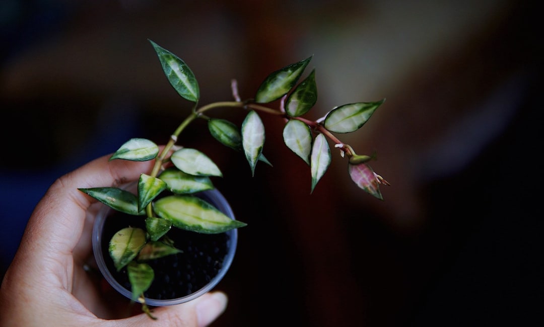 Hoya Lacunosa Variegated Unrooted Cutting - Etsy Canada