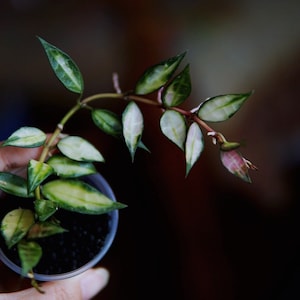 Hoya Lacunosa Variegated Unrooted Cutting