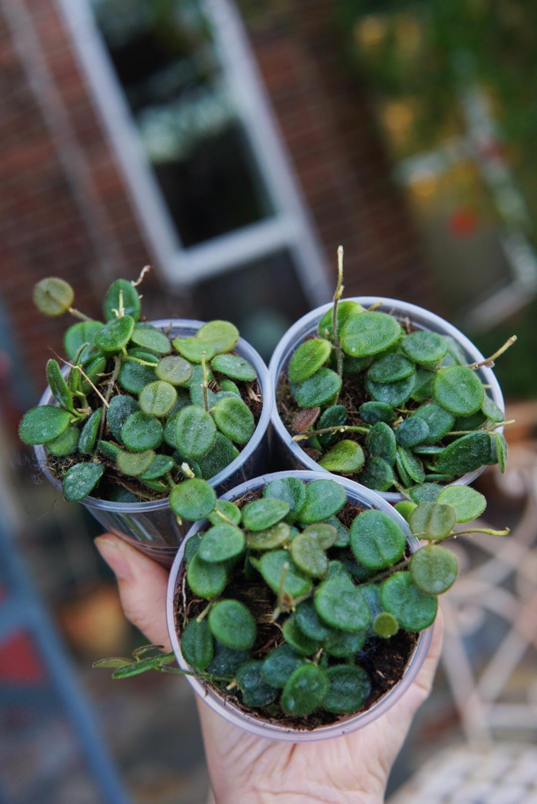 Hoya Serpens Plant – Rooted, Actively Growing Specimen - Etsy