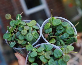 Hoya Serpens Plant – Rooted, Actively Growing Specimen