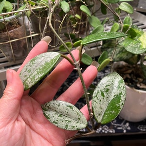 Hoya Wilbur Graves (China) UNROOTED Cutting
