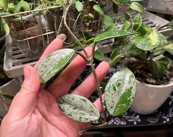 Hoya Wilbur Graves (China) UNROOTED Cutting