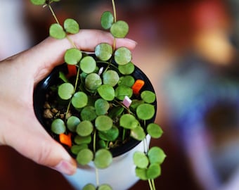 Hoya Peltata cutting UNROOTED