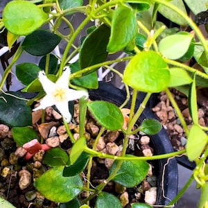 May include: A close-up of a potted Hoya plant with vibrant green leaves and a delicate white star-shaped flower with a yellow center. The plant is surrounded by small pebbles.